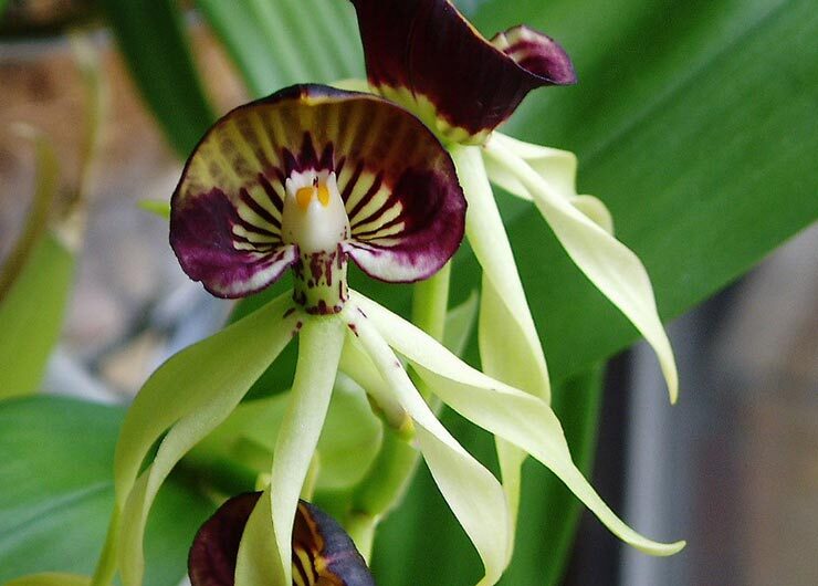 Cuban Flora - Black Orchids