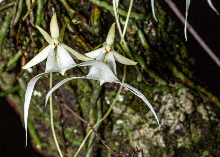 Cuban Flora - ghost orchid