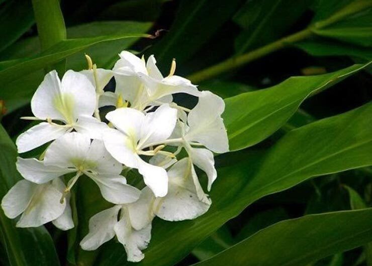 Cuban Flora - White Mariposa