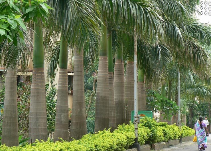 Cuban Flora - Palm Trees