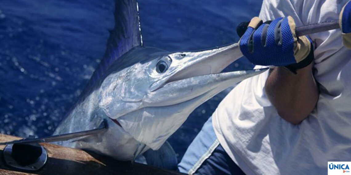 Hemingway's Fishing Tournament in Cuba