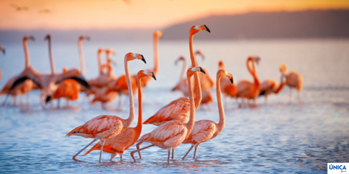 Wonders of Ciénaga de Zapata Biosphere Reserve
