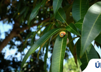 colourful snail in cuba